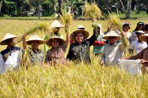 Panen perdana padi organik di desa Lubuk Bayas, dilakukan Bupati Serdang Bedagai, Ir H Soekirman, anggota DPRD, Dinas Pertanian dan BITRA Indonesia.