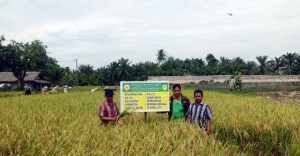 Kepala Desa Lubuk Bayas, Ruslizar (paling kanan) di lahan sawah padi organik Desa Lubuk Bayas.