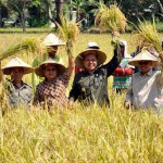 Menantang Arus Program Ketahanan Pangan