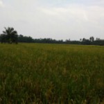 Jalan Panjang Pertanian Kembali ke Alam