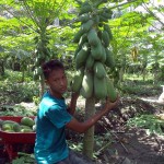 Kebangkitan Pertanian Desa Besar II Terjun