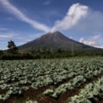 30 Ribu Ha Areal Pertanian Di Luar Zona Merah Sinabung Rusak