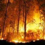 PT NSP Dihukum Bayar 1 Triliun, Kemen LHK: Ini Kemenangan Rakyat!