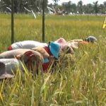 Petani, Riwayatnya Kini