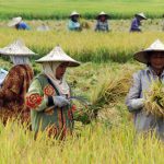 Pemerintah Harus Serius Lindungi Petani dari Ancaman FTA