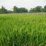 Cara Agar Padi Tidak Roboh Di Musim Penghujan