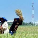 Bangun Kawasan Industri Konawe, Ini Dampaknya ke 500 Ha Sawah