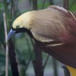 Tujuh BUMN Dukung Ekowisata Pemantauan Burung di Papua
