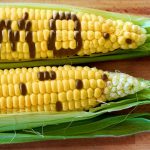 Diduga, Benih Jagung Gagal Tumbuh Hasil GMO