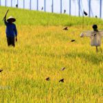 5 Cara Ampuh Mengusir Burung Hama Padi