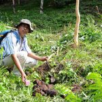 Kawanan Gajah Liar Rutin 'Sambangi' Kebun Karet di Dusun Damar Itam