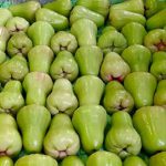 Jambu Madu Teluk, Manis Rasanya, Pahit Nasib Petaninya