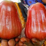 Berkah Tinggalkan Sawit, Warga Desa Teluk Nikmati Hasil Jambu Madu Deli