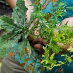 Hutan Menipis, Tumbuhan Obat-obatan pun Makin Sulit