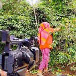 Kebun Kopi Samosir Bagaikan di Dalam Surga