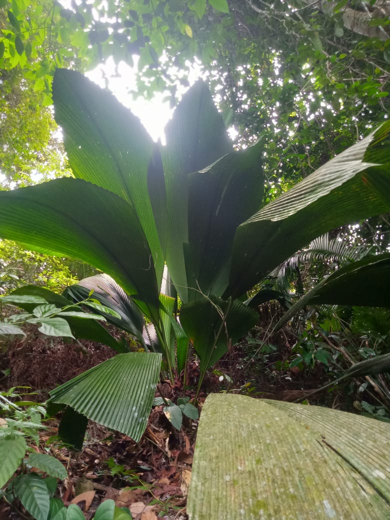 Daun Sang dan Harapan :  Ketika Atap Rumah Menjadi Simbol Pelestarian Alam