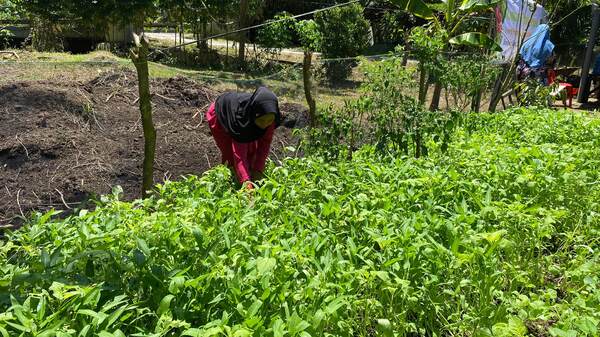 Kotoran Sapi Jadi Solusi Ekonomi Hijau, Manfaatnya Berganda