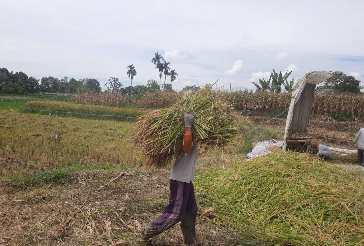 Padi Organik mampu beradaptasi dengan Perubahan Iklim di Panombeian