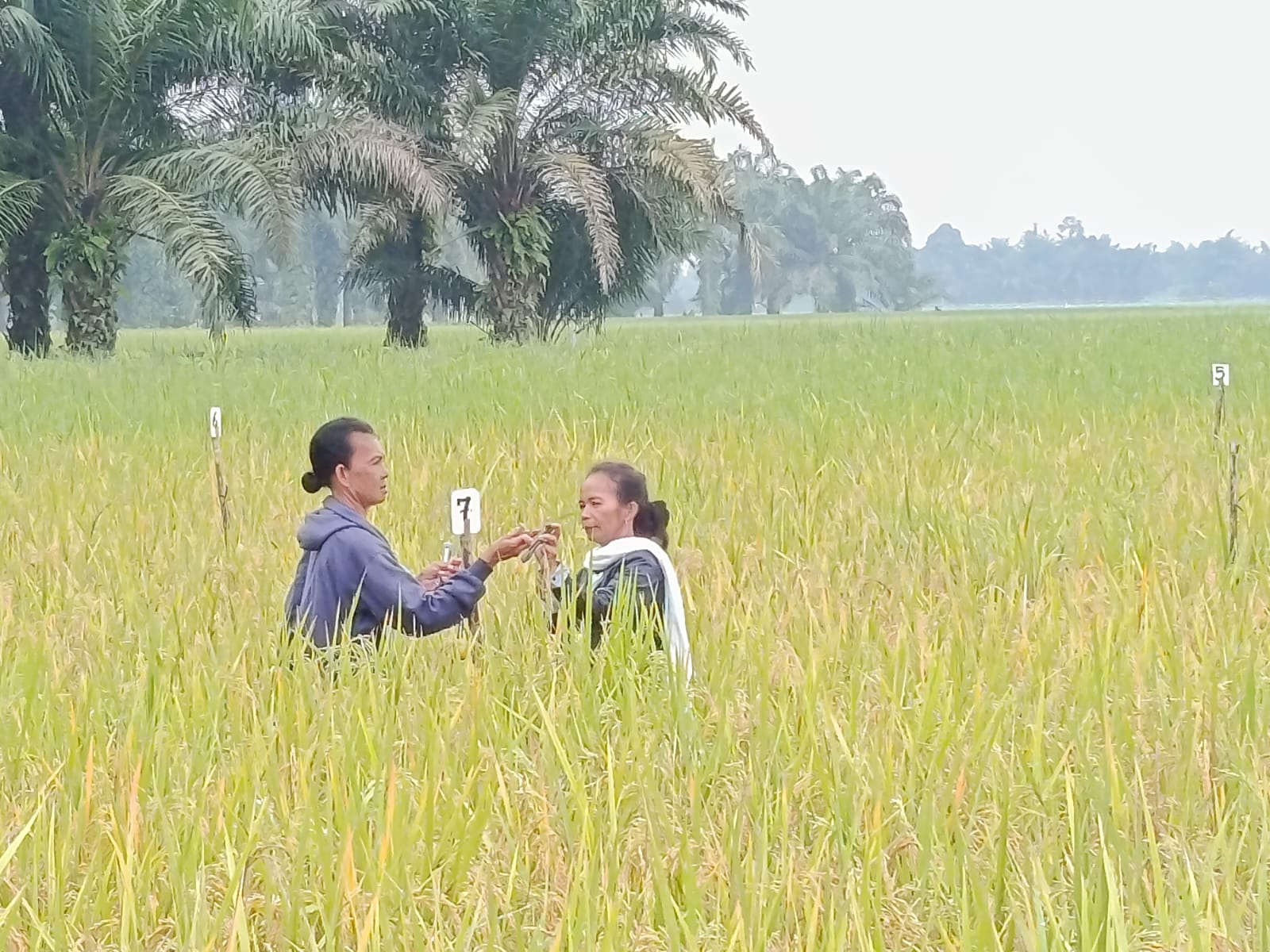 Petani Desa Dame Belajar Adaptasi Iklim Lewat Penghitungan Malai Padi