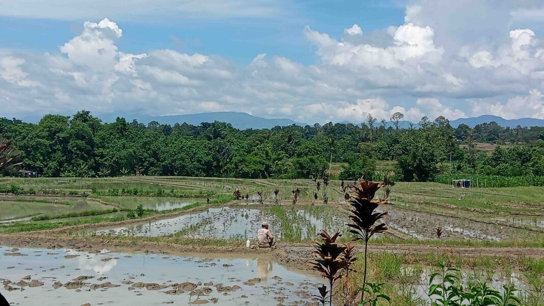 Potret Petani Padi di Simalungun, Diserang Hama Tikus dan Diterpa Kekeringan