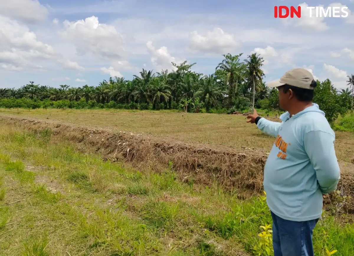 Tak Ada Irigasi, Puluhan Tahun Petani Secanggang Bergantung Tadah Hujan